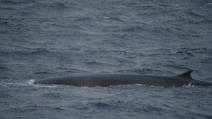 West Coast Spitsbergen