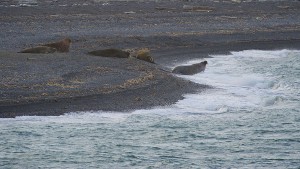 West Coast Spitsbergen